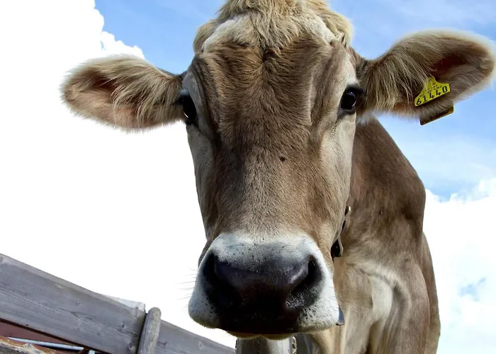 Haus Janita Apartmán