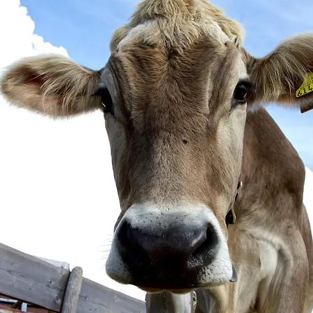 Haus Janita Apartment